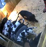 April May, a  Great Dane for sale in Chillicothe, OH – Photo 9 of 10