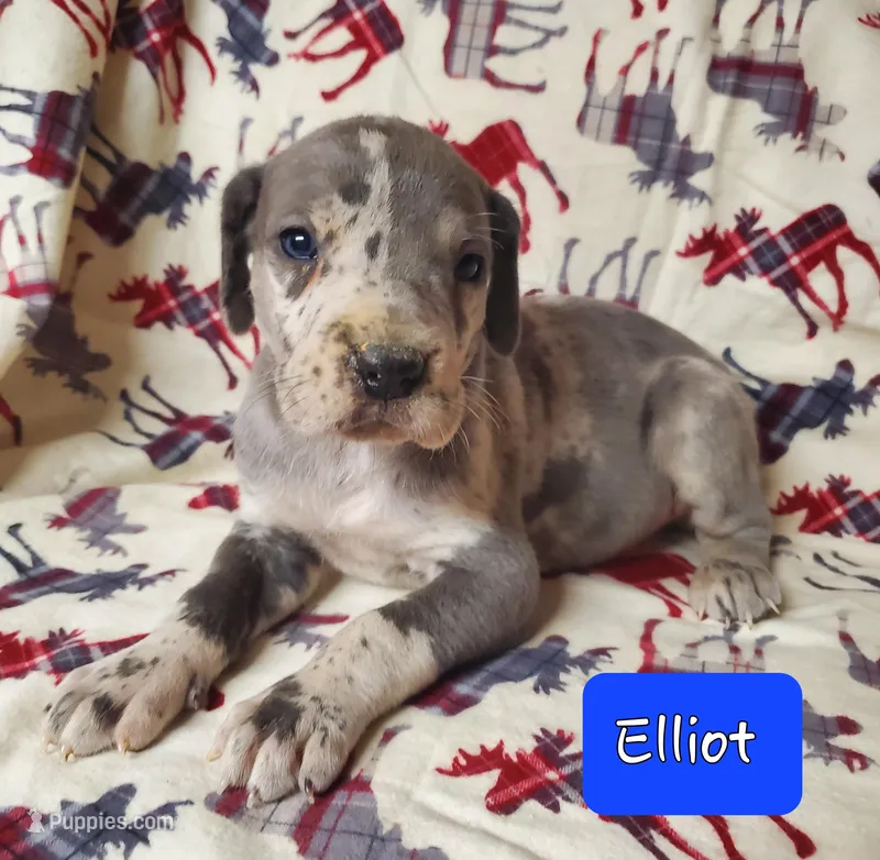 April May, a  Great Dane for sale in Chillicothe, OH – Photo 1 of 10