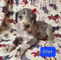 April May, a  Great Dane for sale in Chillicothe, OH – Photo 1 of 10