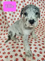 April May, a  Great Dane for sale in Chillicothe, OH – Photo 2 of 10