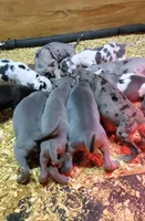 April May, a  Great Dane for sale in Chillicothe, OH – Photo 10 of 10