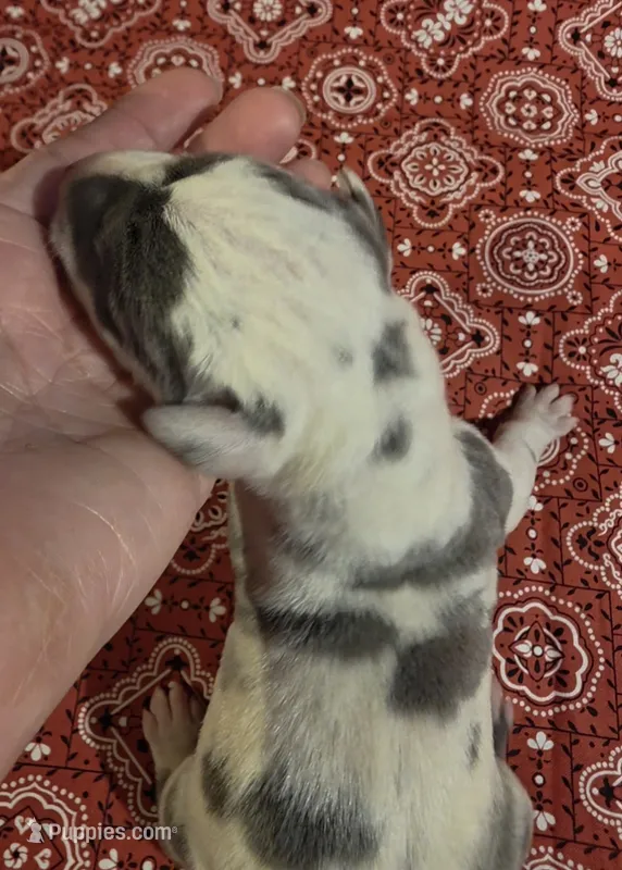 Fancy Pants – Great Dane puppy for sale in Chillicothe, OH