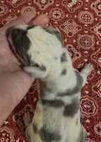 Fancy Pants, a female Great Dane for sale in Chillicothe, OH – 1 of 10