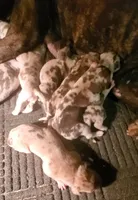 Aribella newborn , a female Great Dane for sale in Chillicothe, OH – 7 of 7