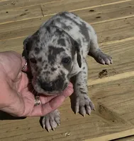 Sweet Girl, a female Great Dane for sale in Chillicothe, OH – 2 of 9