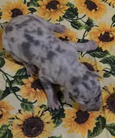Charlotte , a female Great Dane for sale in Chillicothe, OH – 2 of 9