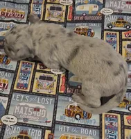 Huxley, a male Great Dane for sale in Chillicothe, OH – 6 of 10