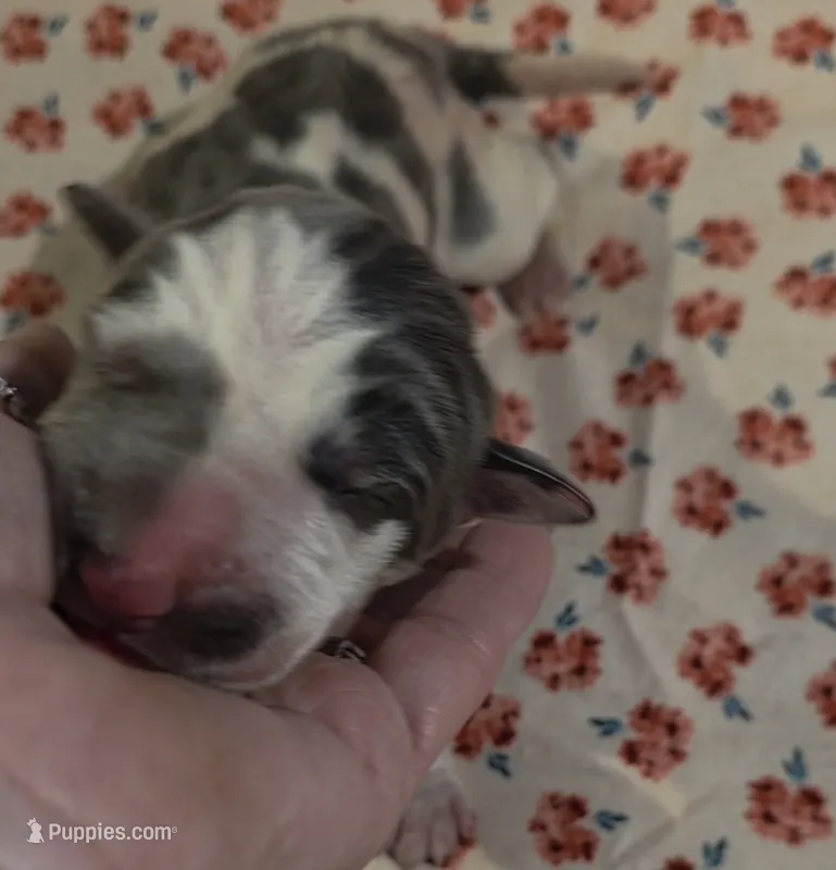 September puppies are here!!! – Great Dane puppy for sale in Chillicothe, OH