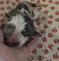 September puppies are here!!!, a male Great Dane for sale in Chillicothe, OH – 1 of 9