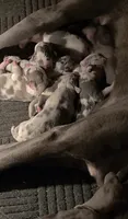 Bailey Bleu, a male Great Dane for sale in Chillicothe, OH – 9 of 10