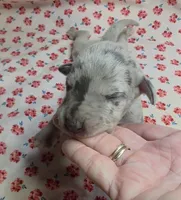 Ella Mae, a female Great Dane for sale in Chillicothe, OH – 1 of 6