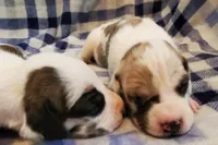 Benjamin , a  Great Dane for sale in Chillicothe, OH – Photo 2 of 10