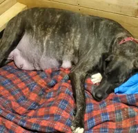 Benjamin , a  Great Dane for sale in Chillicothe, OH – Photo 4 of 10