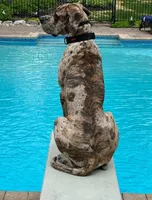 Benjamin , a  Great Dane for sale in Chillicothe, OH – Photo 9 of 10