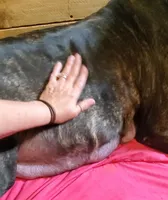 Benjamin , a  Great Dane for sale in Chillicothe, OH – Photo 5 of 10