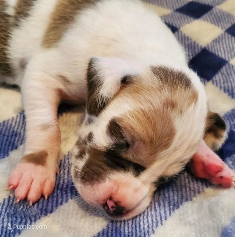 Benjamin  – Great Dane puppy for sale in Chillicothe, OH