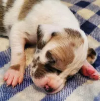 Benjamin , a  Great Dane for sale in Chillicothe, OH – Photo 1 of 10