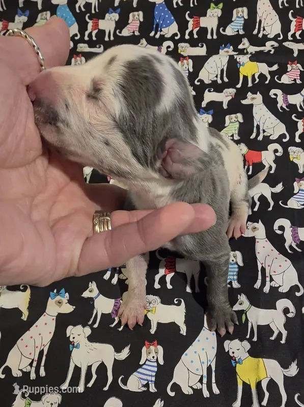 Bailey Bleu – Great Dane puppy for sale in Chillicothe, OH