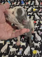 Bailey Bleu, a male Great Dane for sale in Chillicothe, OH – 1 of 7
