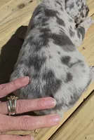 Sweet Girl, a female Great Dane for sale in Chillicothe, OH – 5 of 9