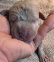 Meika, a  Great Dane for sale in Chillicothe, OH – Photo 3 of 8