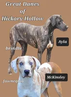 Meika, a  Great Dane for sale in Chillicothe, OH – Photo 6 of 8