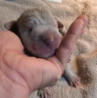 Meika, a  Great Dane for sale in Chillicothe, OH – Photo 4 of 8