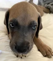 Meika, a  Great Dane for sale in Chillicothe, OH – Photo 8 of 8