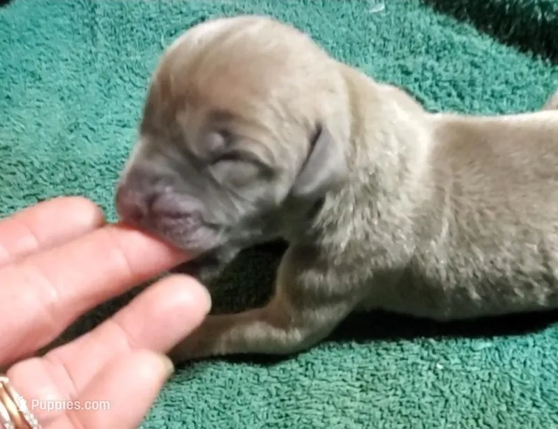 Meika – Great Dane puppy for sale in Chillicothe, OH