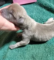 Meika, a  Great Dane for sale in Chillicothe, OH – Photo 2 of 8