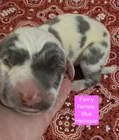 Miss Bossy Britches, a female Great Dane for sale in Chillicothe, OH – 2 of 9