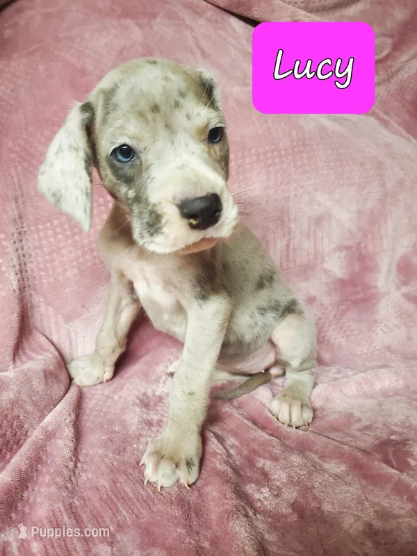 Lucy  – Great Dane puppy for sale in Chillicothe, OH