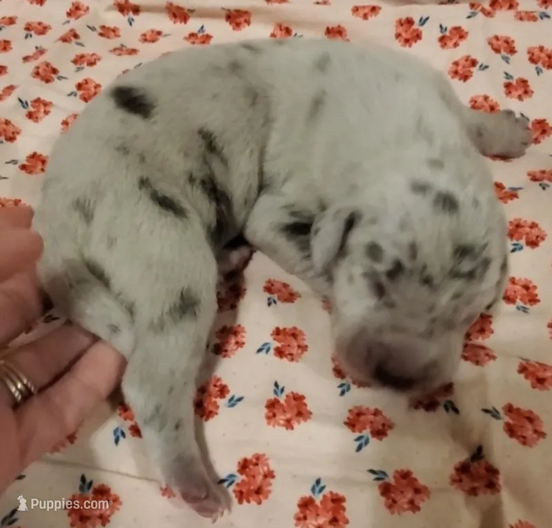 Stella – Great Dane puppy for sale in Chillicothe, OH