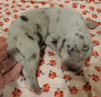 Stella, a  Great Dane for sale in Chillicothe, OH – Photo 1 of 8