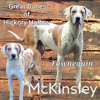 Stella, a  Great Dane for sale in Chillicothe, OH – Photo 8 of 8