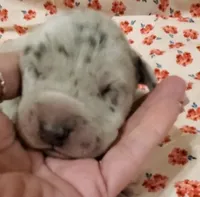 Stella, a  Great Dane for sale in Chillicothe, OH – Photo 4 of 8