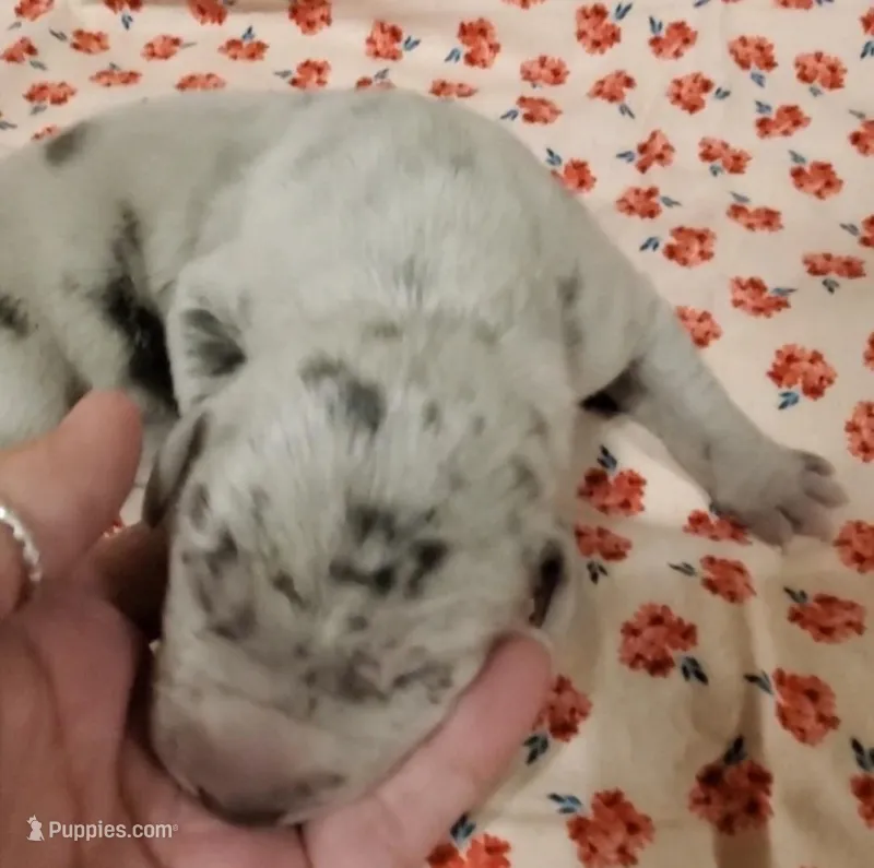 September puppies Several AVAILABLE  – Great Dane puppy for sale in Chillicothe, OH