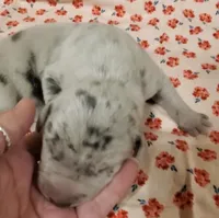 Stella, a  Great Dane for sale in Chillicothe, OH – Photo 3 of 8