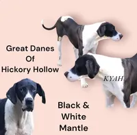 Stella, a  Great Dane for sale in Chillicothe, OH – Photo 7 of 8