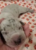 Stella, a  Great Dane for sale in Chillicothe, OH – Photo 2 of 8