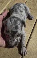 Sweet Girl, a female Great Dane for sale in Chillicothe, OH – 6 of 9