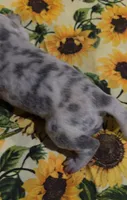 Charlotte , a female Great Dane for sale in Chillicothe, OH – 3 of 9