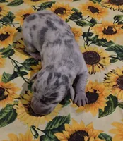 Charlotte , a female Great Dane for sale in Chillicothe, OH – 7 of 9