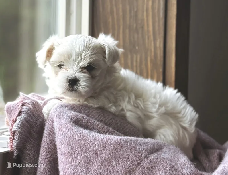 Snowball – Morkie puppy for sale in Osterburg, PA