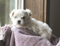 Snowball, a female Morkie for sale in Osterburg, PA – 1 of 3
