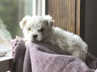 Snowball, a female Morkie for sale in Osterburg, PA – 2 of 3