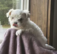 Snowball, a female Morkie for sale in Osterburg, PA – 3 of 3