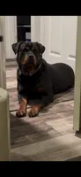 Pink Girl, a female Rottweiler for sale in Marysville, WA – 3 of 3