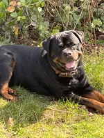 Pink Girl, a female Rottweiler for sale in Marysville, WA – 2 of 3