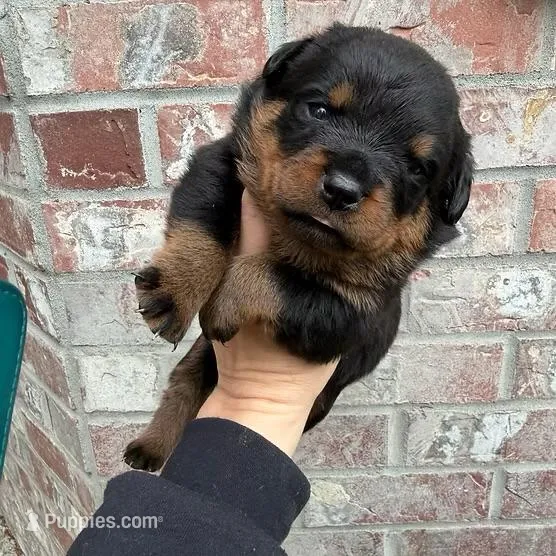 Purple girl – Rottweiler puppy for sale in Marysville, WA